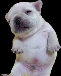 cachorrinho pibble filhote gordinho, cabeçudo e branco, olhando diretamente e desconfiado para você
